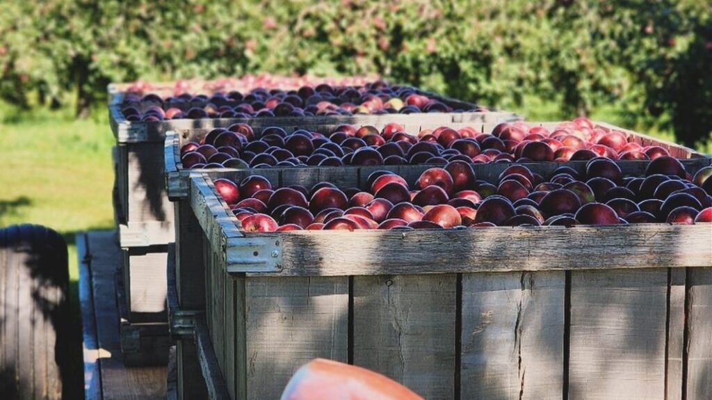 Pick your own apples or pick some up from the Country Store at Apple Barn Orchard and Winery.